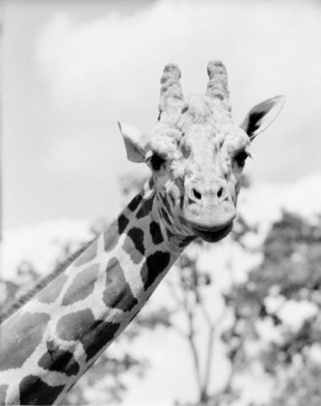 Head of giraffe (Giraffa camelopardalis) Canvas Art - (18 x 24)