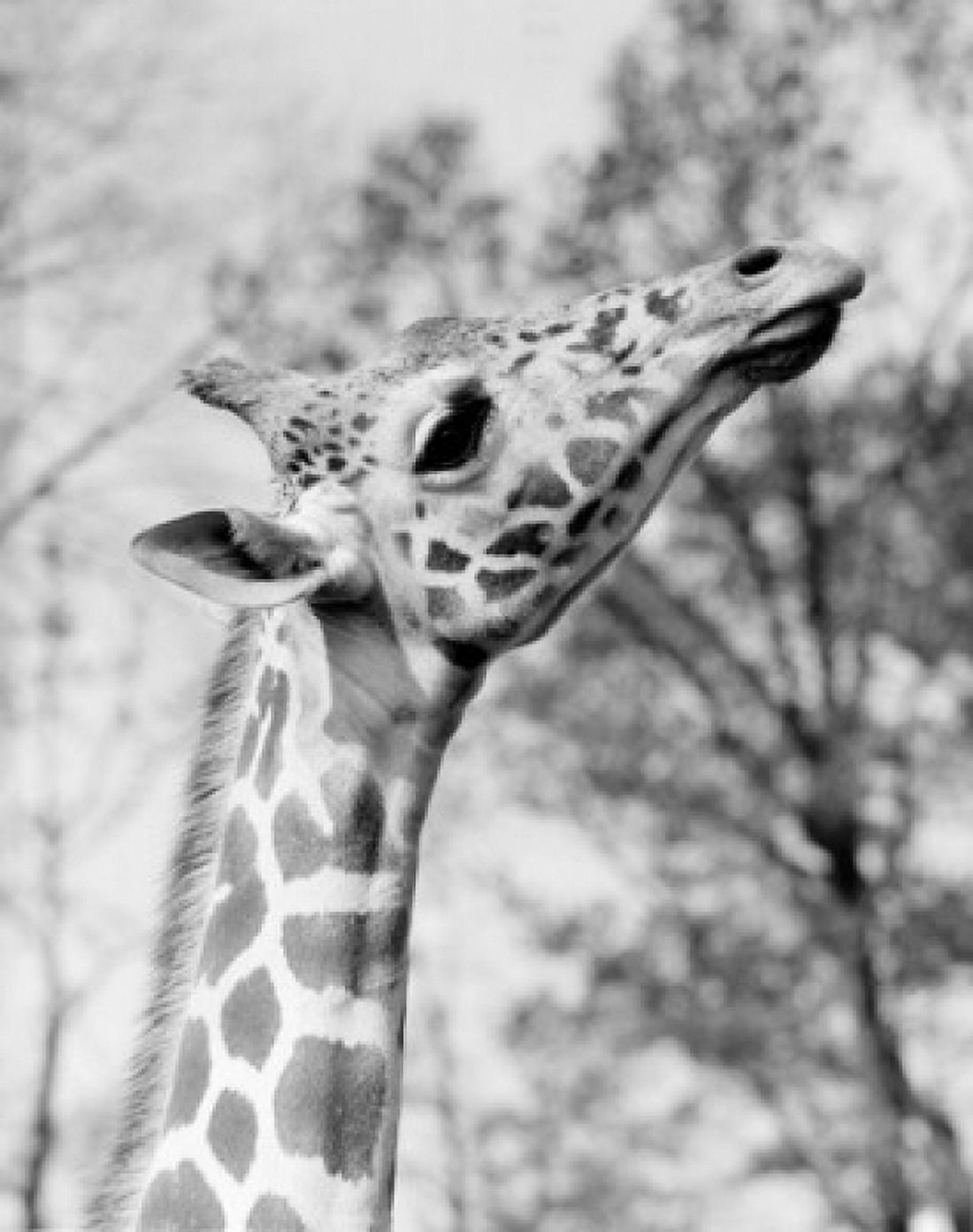 Head of giraffe (Giraffa camelopardalis) Canvas Art - (18 x 24)