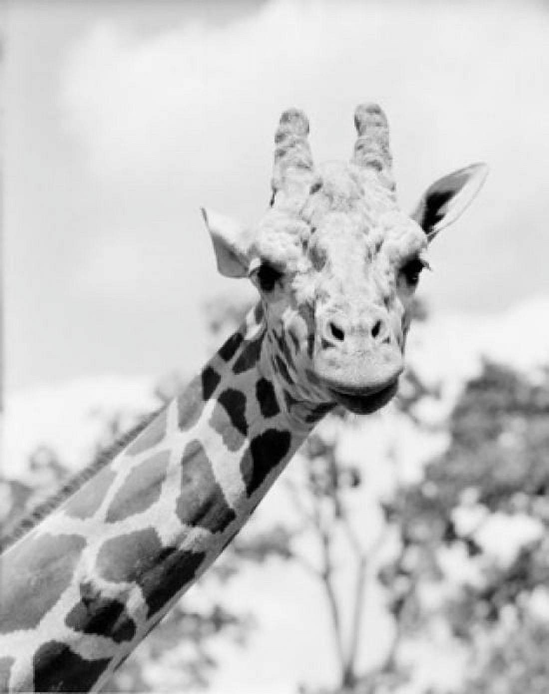 Head of giraffe (Giraffa camelopardalis) Canvas Art -  (24 x 36)