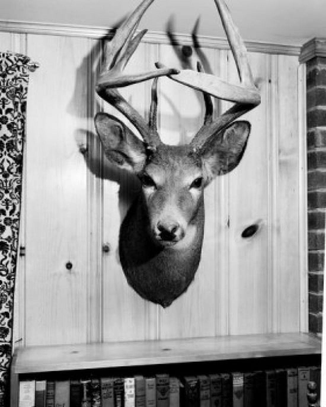 Head of stuffed dear Canvas Art - (18 x 24)