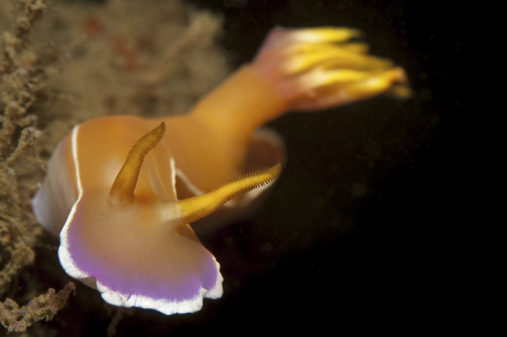 Head on view of Hypselodoris bullockii nudibranch Canvas Art - Steve JonesStocktrek Images (17 x 12)