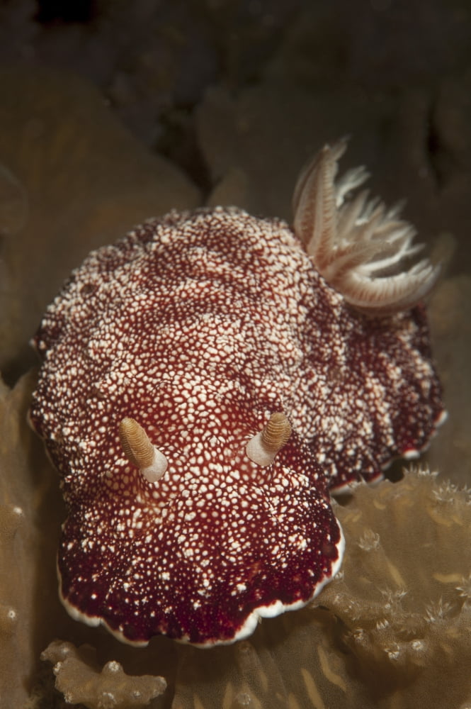 Head on view of a Chromodoris reticulata nudibranch Canvas Art - Steve JonesStocktrek Images (23 x 34)