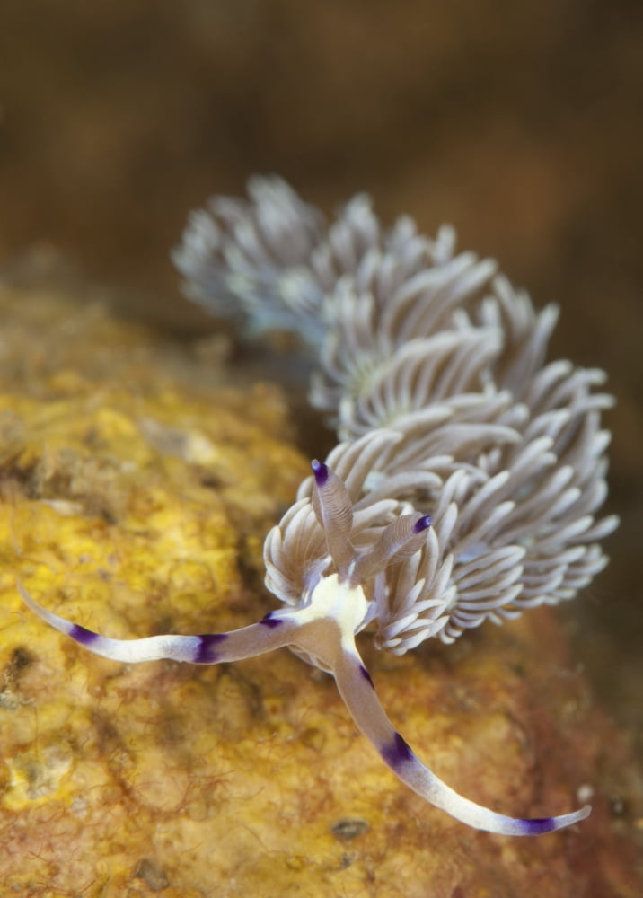 Head on view showing cerata on an aeolid nudibranch Canvas Art - Steve JonesStocktrek Images (24 x 33)