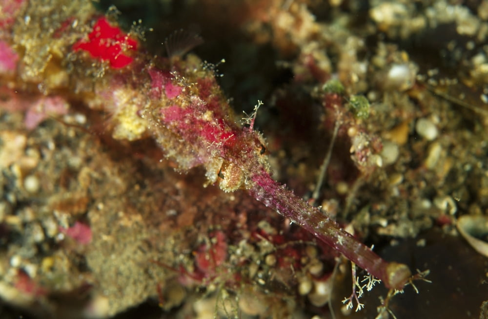 Head shot of a pink pipefish North Sulawesi Indonesia Canvas Art - Mathieu MeurStocktrek Images (35 x 23)