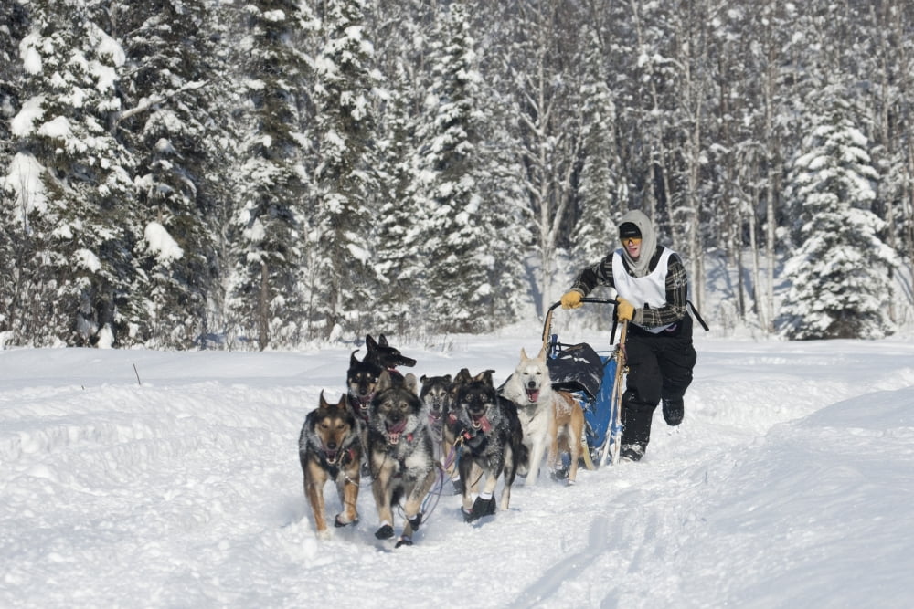 Headed Towards A First Place Finish Cain Carter Runs On The In-Bound Trail Nearing The Finish Line Of The 2009 Junior Iditarod In Willow Alaska Canvas Art - Jeff Schultz Design Pics (17 x 11)