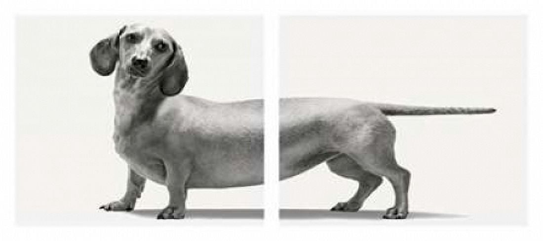 Heads and Tails Canvas Art - Jon Bertelli (24 x 48)