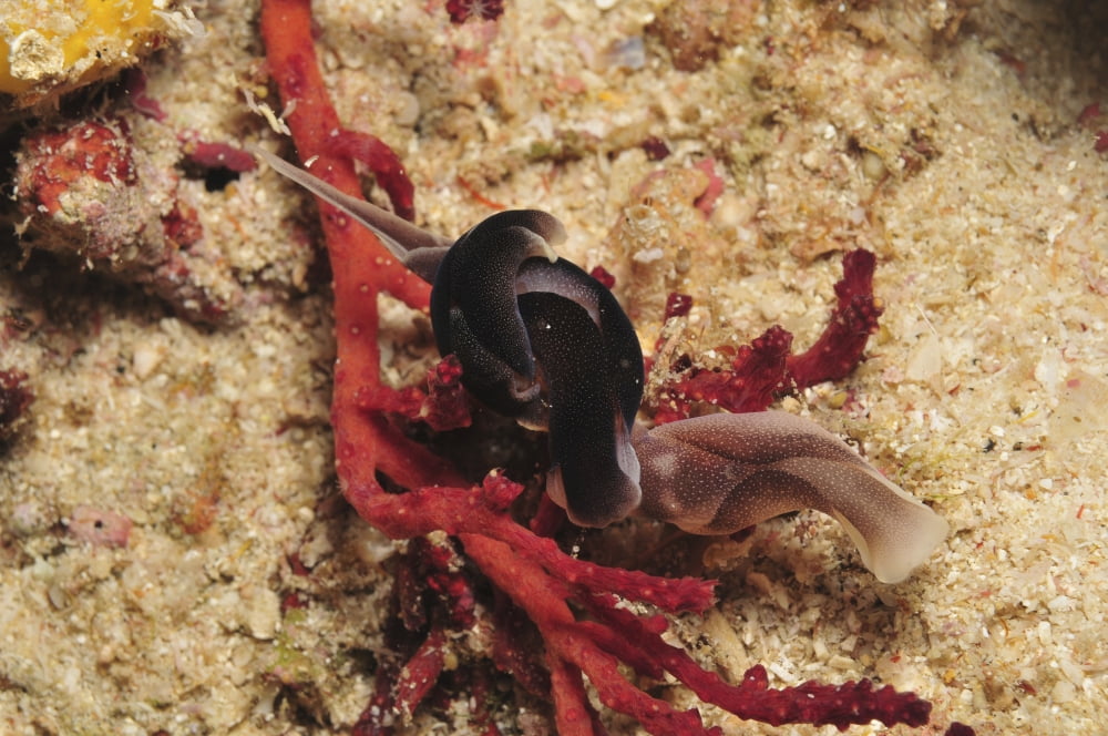 Headshield slugs coiled over a red coral Indonesia Canvas Art - Mathieu MeurStocktrek Images (18 x 12)