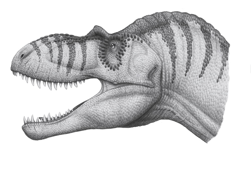 Headshot of an Albertosaurus sarcophagus dinosaur Canvas Art - Heraldo MussoliniStocktrek Images (18 x 12)