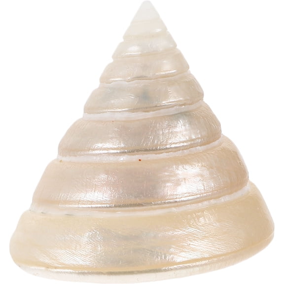 Healifty Natural Shell Conch Decoration for Table and Aquarium Craft Landscaping Accent