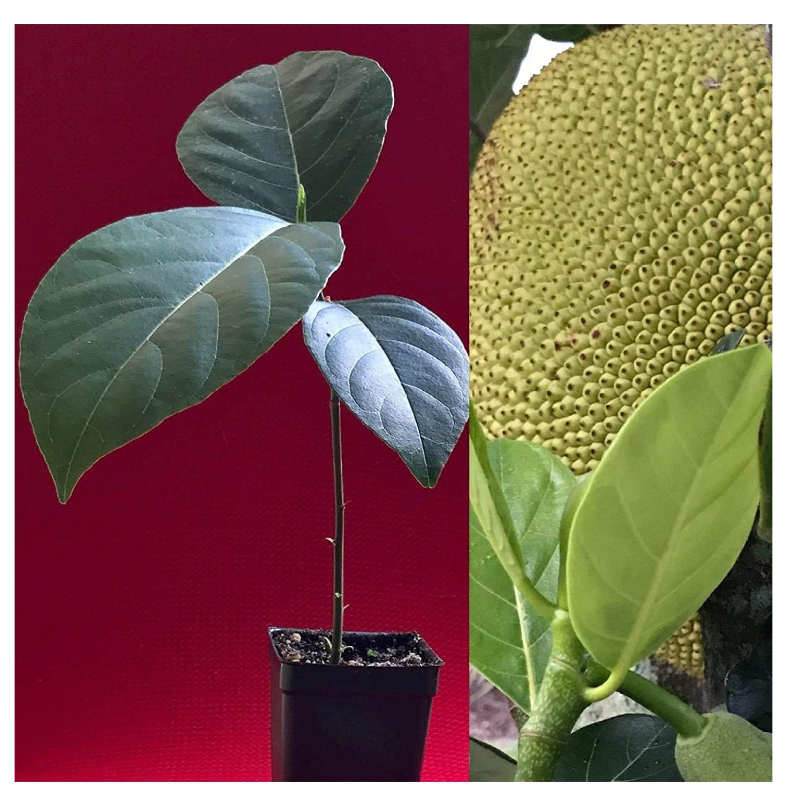 Healthy Live Plant of Jackfruit Artocarpus Heterophyllus Jack Fruit