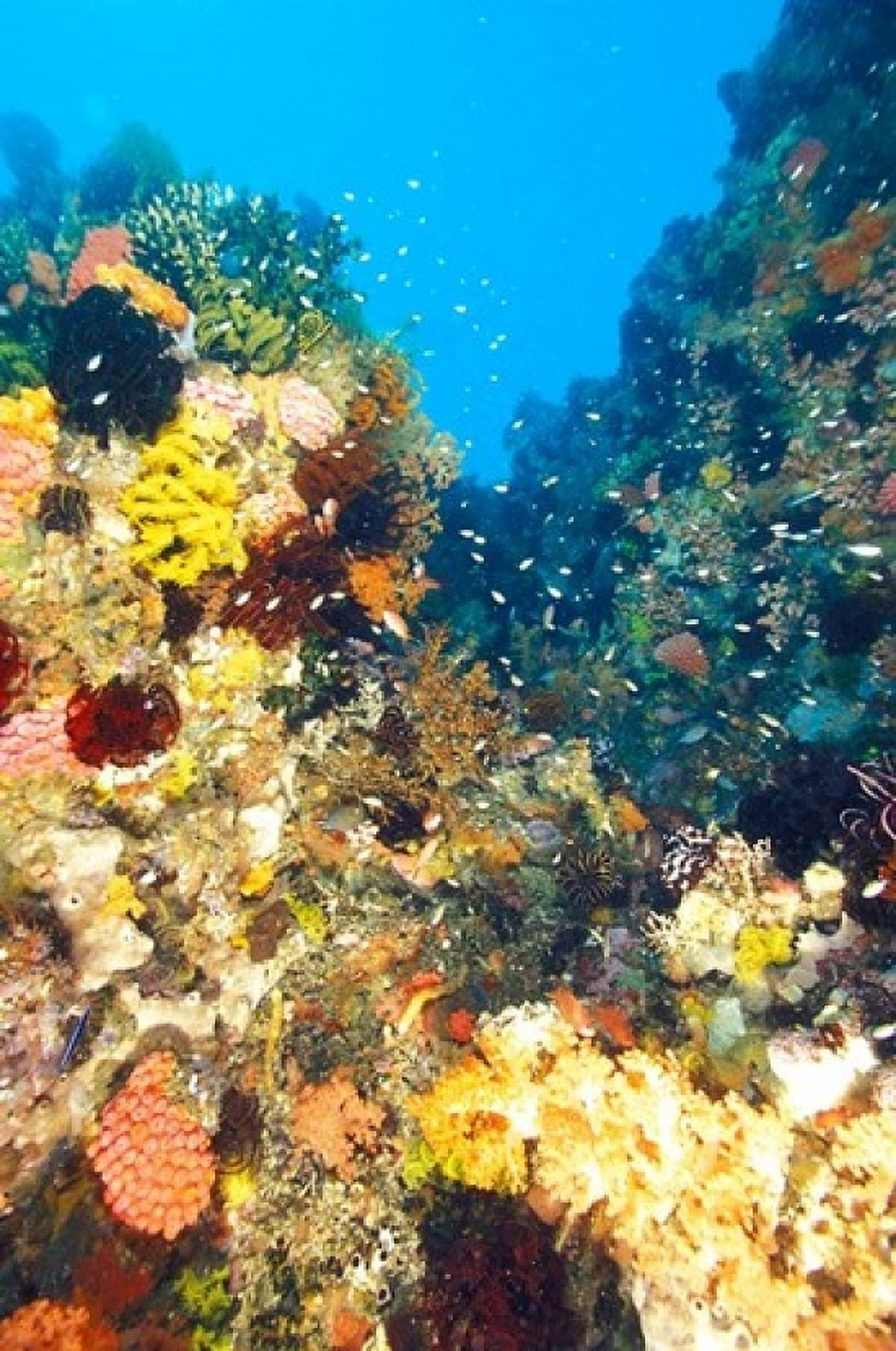 Healthy Reef Komodo Indonesia Canvas Art - Michele Westmorland DanitaDelimont (24 x 36)