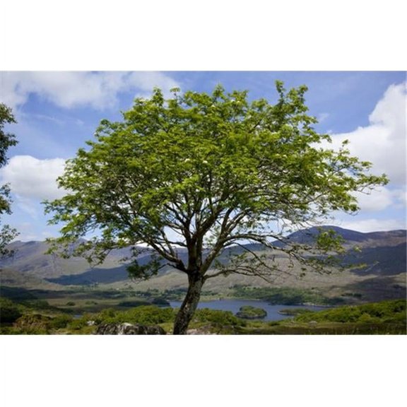 A Healthy Tree Standing in The Foreground with Hills & Cloud Shadows in The Distance - Killarney County Kerry Ireland 3 Poster Print by Peter Zoeller - 38 x 24 - Large