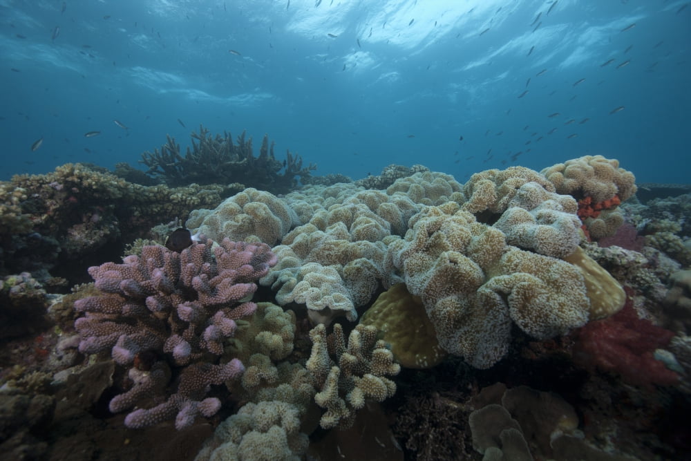 Healthy corals cover a reef in Beqa Lagoon Fiji Canvas Art - Terry MooreStocktrek Images (18 x 12)
