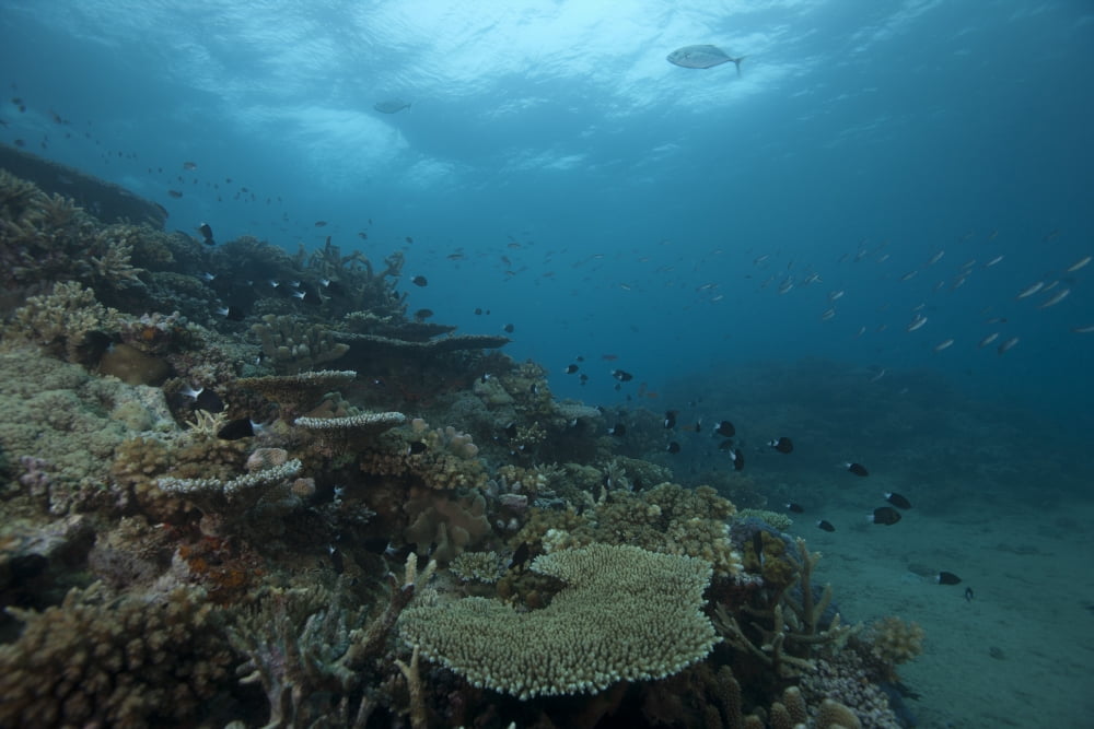 Healthy corals cover a reef in Beqa Lagoon Fiji Canvas Art - Terry MooreStocktrek Images (18 x 12)
