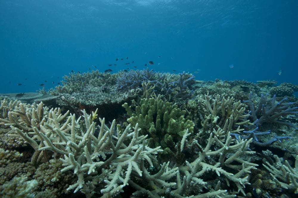 Healthy corals cover a reef in Beqa Lagoon Fiji Canvas Art - Terry MooreStocktrek Images (18 x 12)