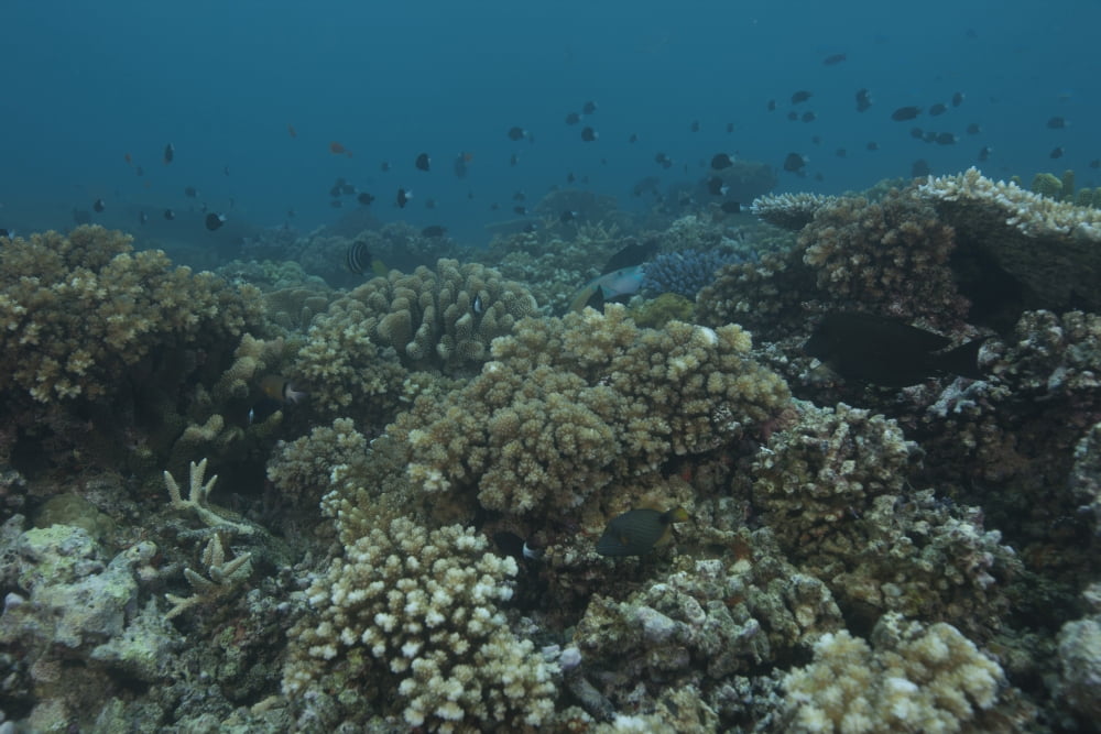 Healthy corals cover a reef in Beqa Lagoon Fiji Canvas Art - Terry MooreStocktrek Images (35 x 23)