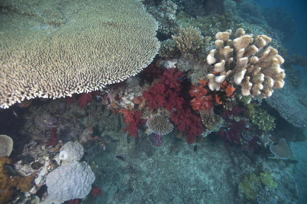 Healthy corals cover a reef in Beqa Lagoon Fiji Canvas Art - Terry MooreStocktrek Images (35 x 23)