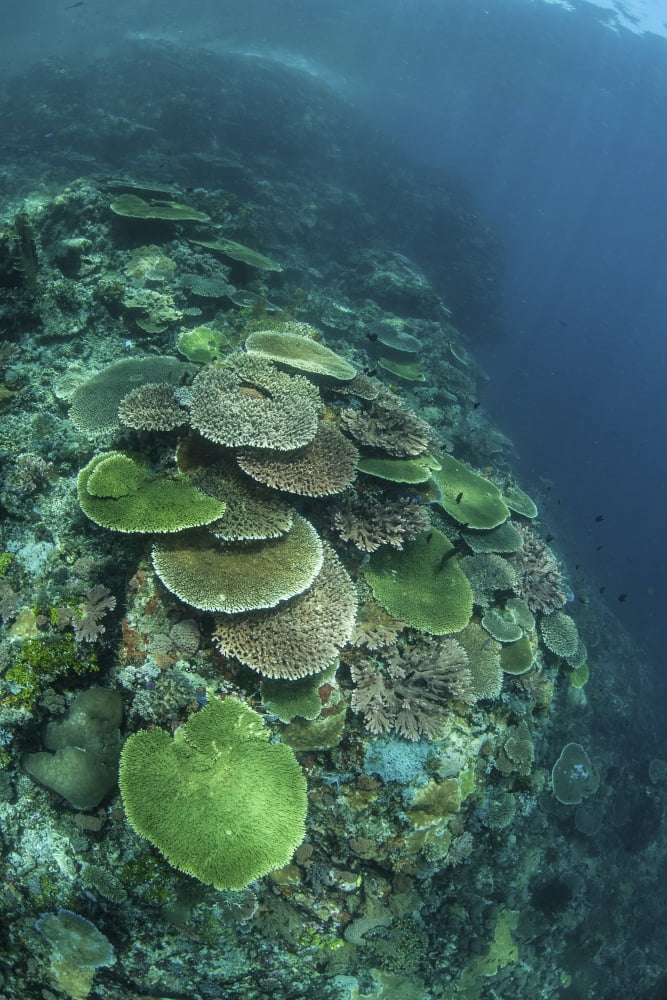 Healthy reef-building corals thrive in Komodo National Park Indonesia Canvas Art - Ethan DanielsStocktrek Images (12 x 17)