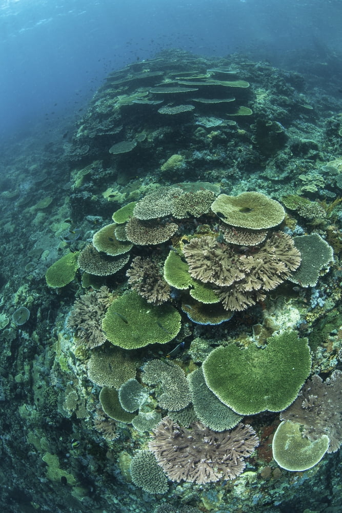 Healthy reef-building corals thrive in Komodo National Park Indonesia Canvas Art - Ethan DanielsStocktrek Images (12 x 17)