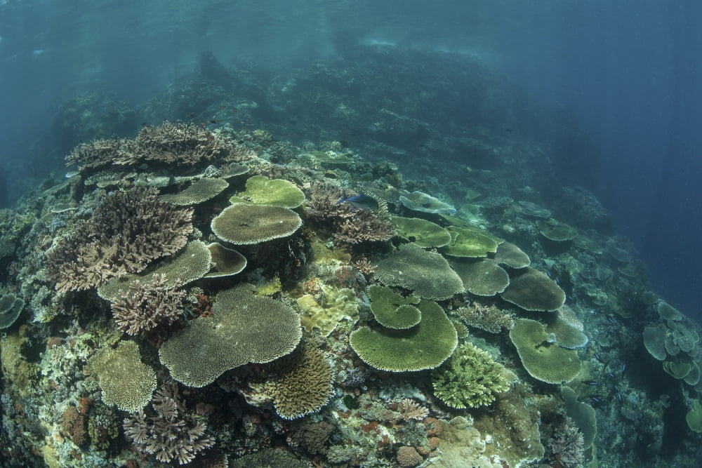 Healthy reef-building corals thrive in Komodo National Park Indonesia Canvas Art - Ethan DanielsStocktrek Images (17 x 12)