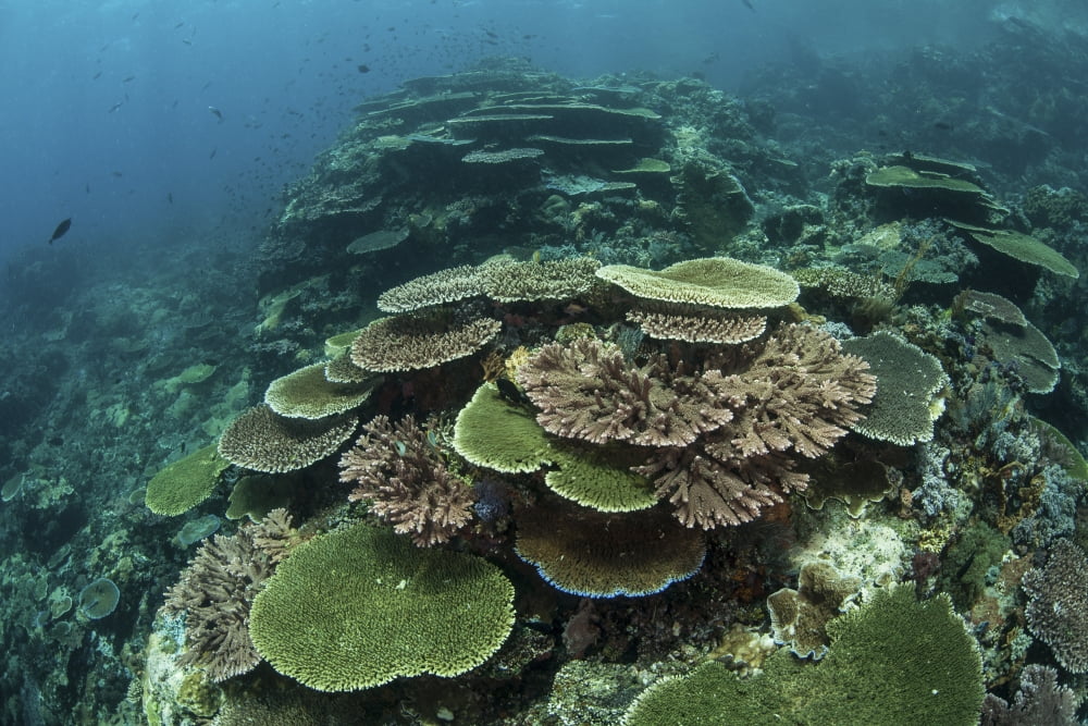Healthy reef-building corals thrive in Komodo National Park Indonesia Canvas Art - Ethan DanielsStocktrek Images (17 x 12)