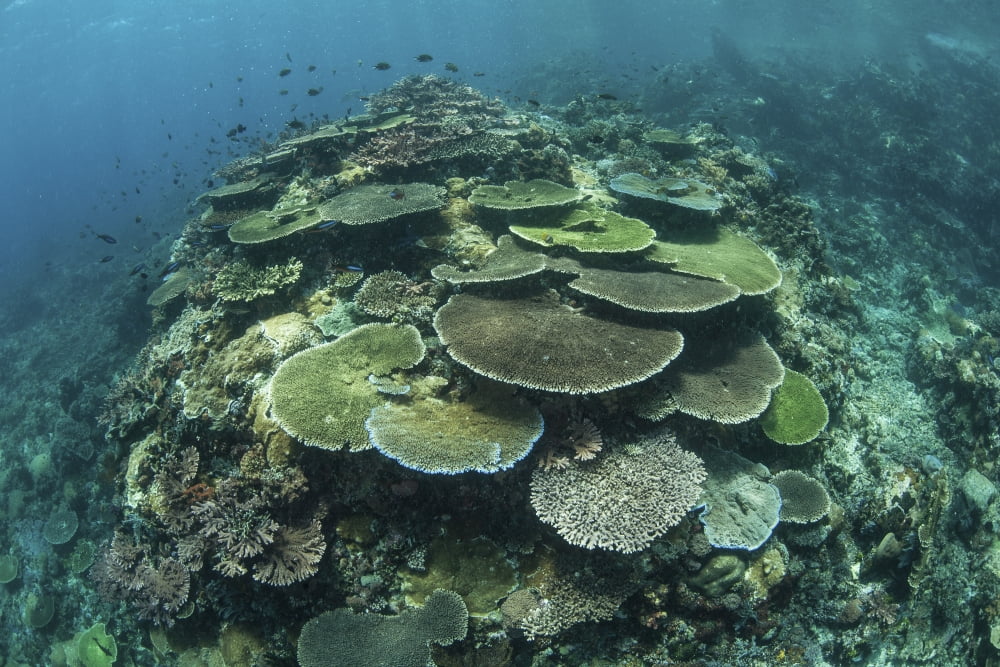 Healthy reef-building corals thrive in Komodo National Park Indonesia Canvas Art - Ethan DanielsStocktrek Images (17 x 12)
