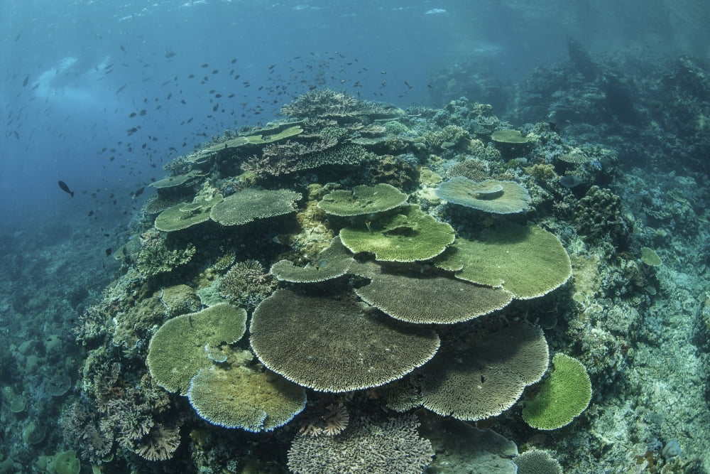 Healthy reef-building corals thrive in Komodo National Park Indonesia Canvas Art - Ethan DanielsStocktrek Images (34 x 23)