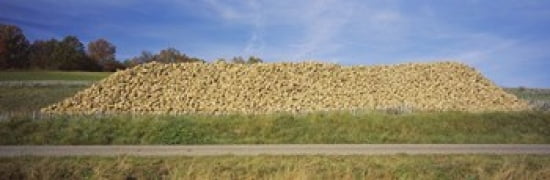 Heap Of Sugar Beets In A Field Stuttgart Baden-Wurttemberg Germany Canvas Art - Panoramic Images (36 x 12)