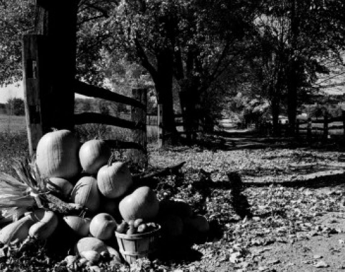 Heap of harvested pumpkins and apples on farm Canvas Art - (18 x 24)