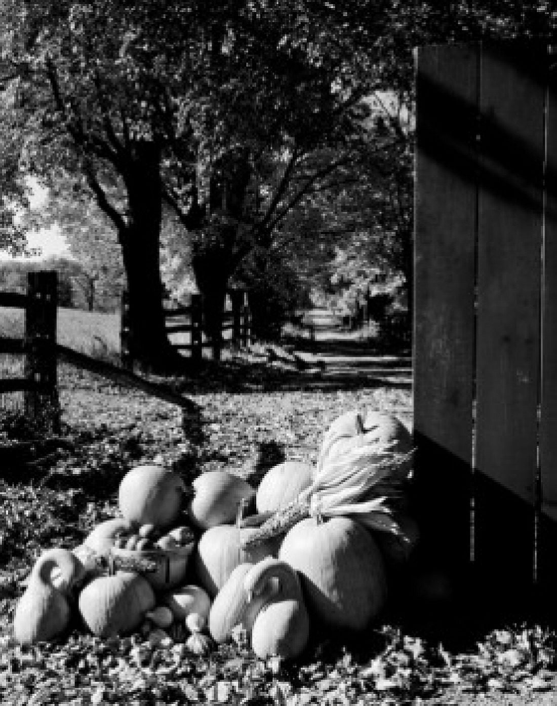 Heap of harvested vegetables and fruits on farm Canvas Art - (24 x 36)