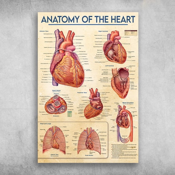 Heart Anatomy - Anatomy Of The Heart, Anterior View, Right Ventricle, Heart Valves, Posterior View 11 x 17 Inch Poster
