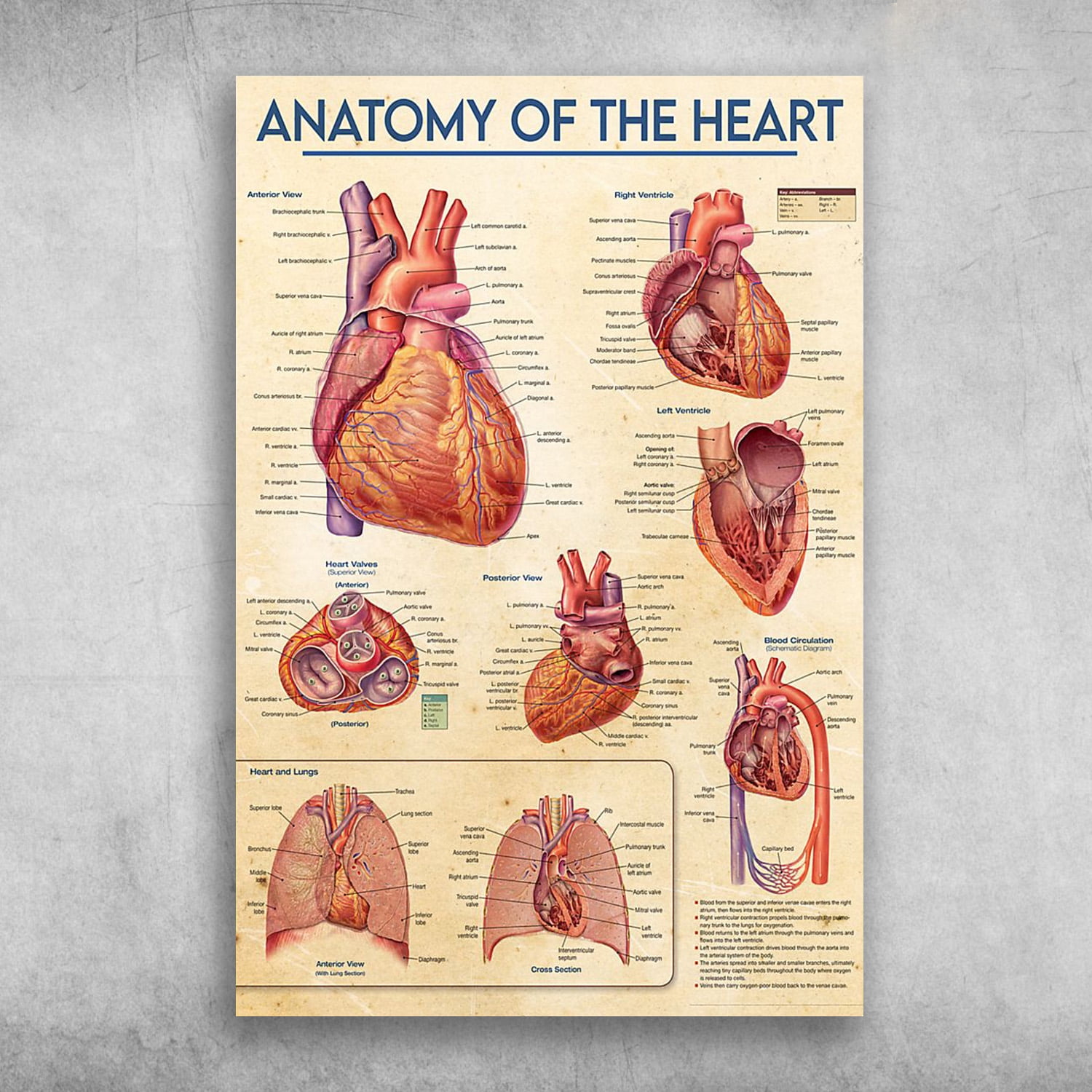 Heart Anatomy - Anatomy Of The Heart, Anterior View, Right Ventricle ...