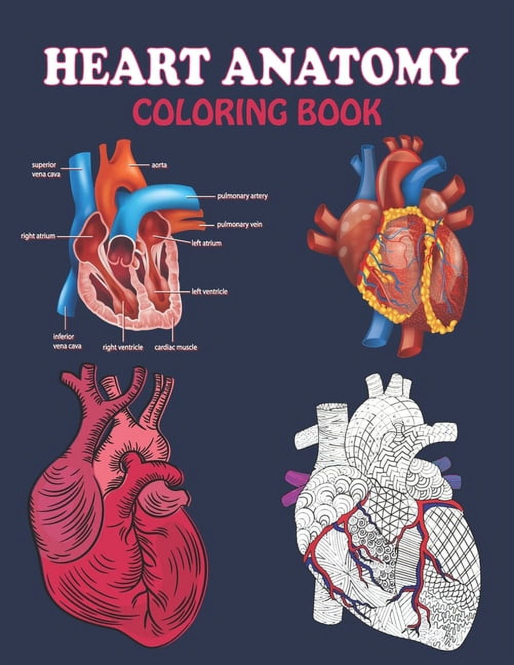 heart anatomy coloring page