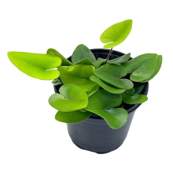 Heart Fern, Hemionitis Arifolia, 4 inch Pot, Heart Leaf, Tongue Fern