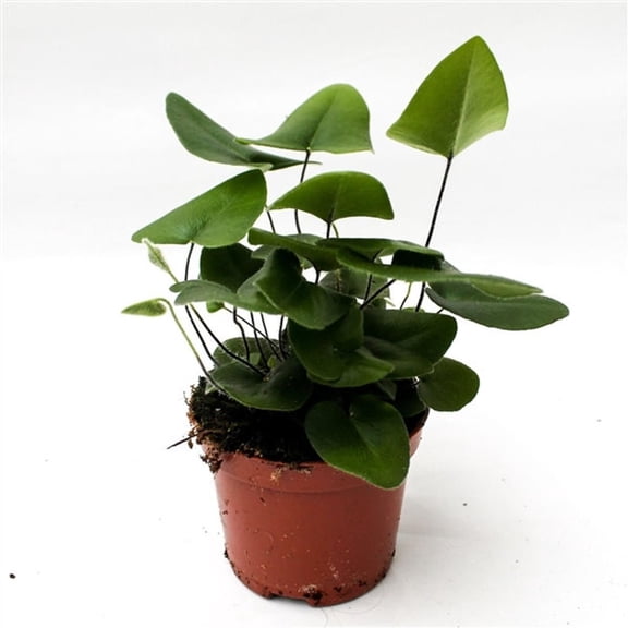 Heart Fern - Live Plant in a 6 Inch Pot - Hemionitis Arifolia - Rare and Exotic Ferns from Florida