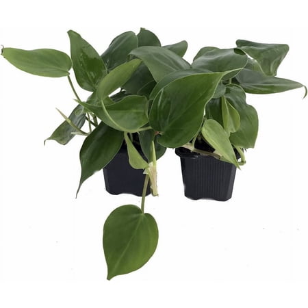 Heart Leaf Philodendron - 2 Plants - 3" Pots