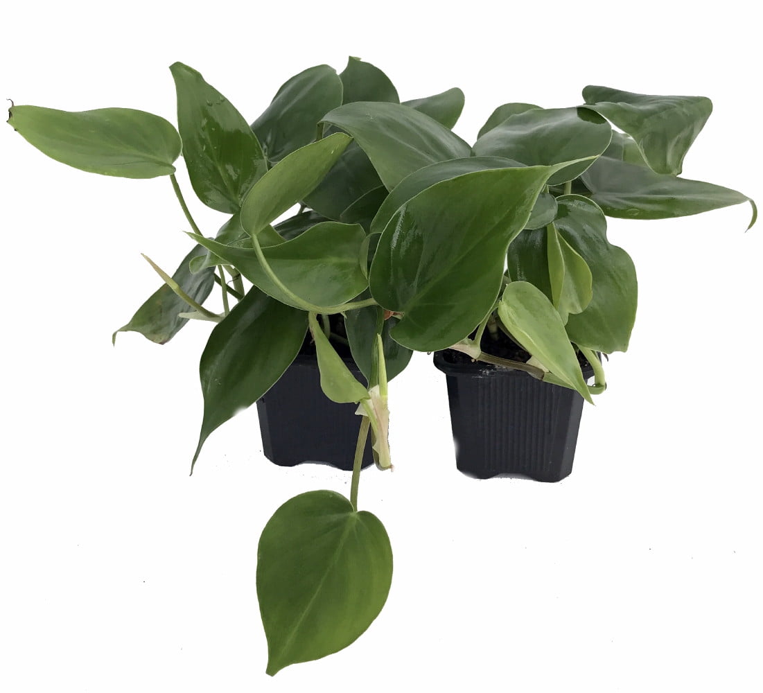 picture of a peace lily Medium Peace Lily | Low-Light Tolerant Plant
