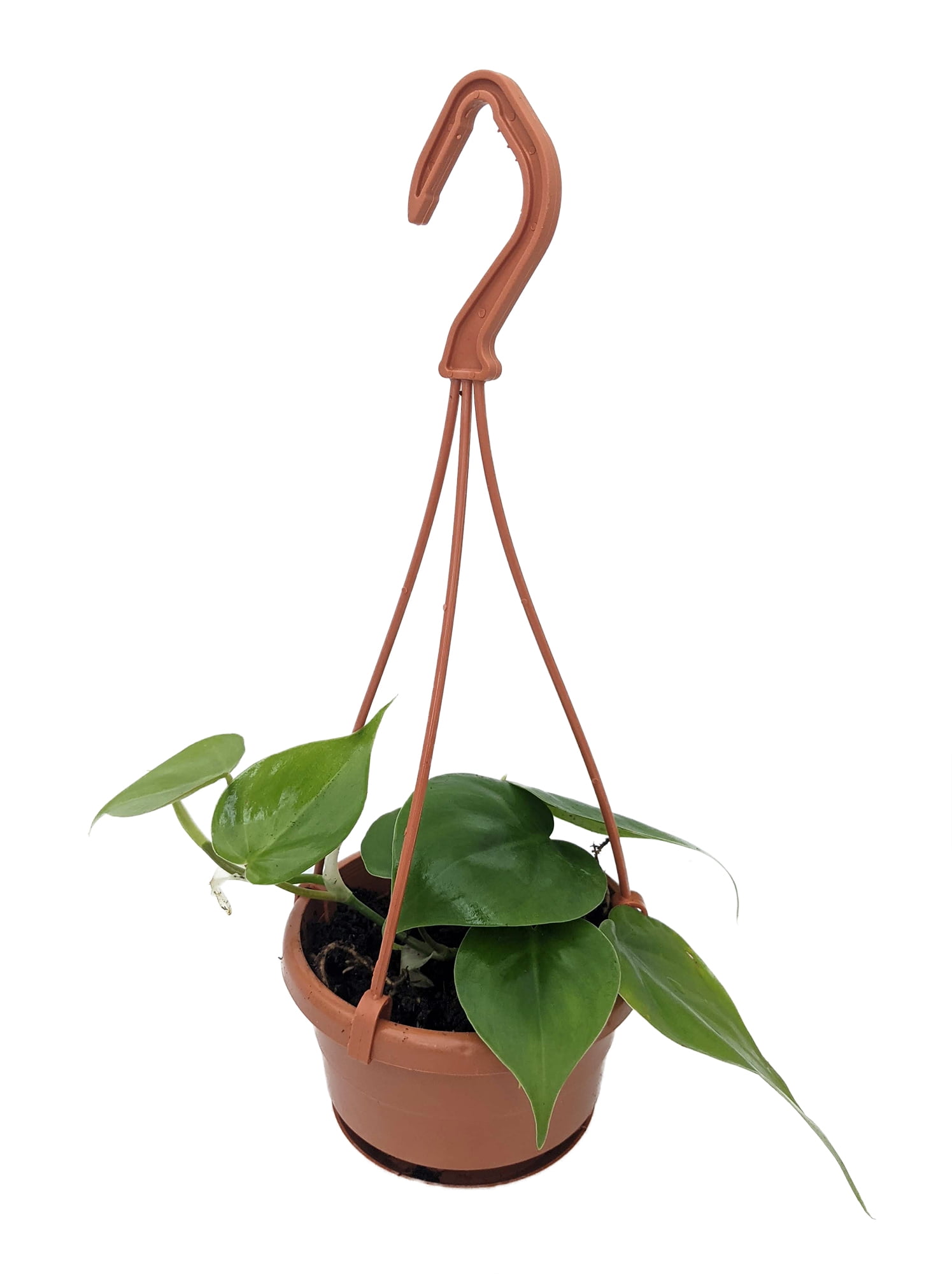 Heart Leaf Philodendron cordatum - 4" Mini Hanging Basket - Easy House  Plant - Walmart.com
