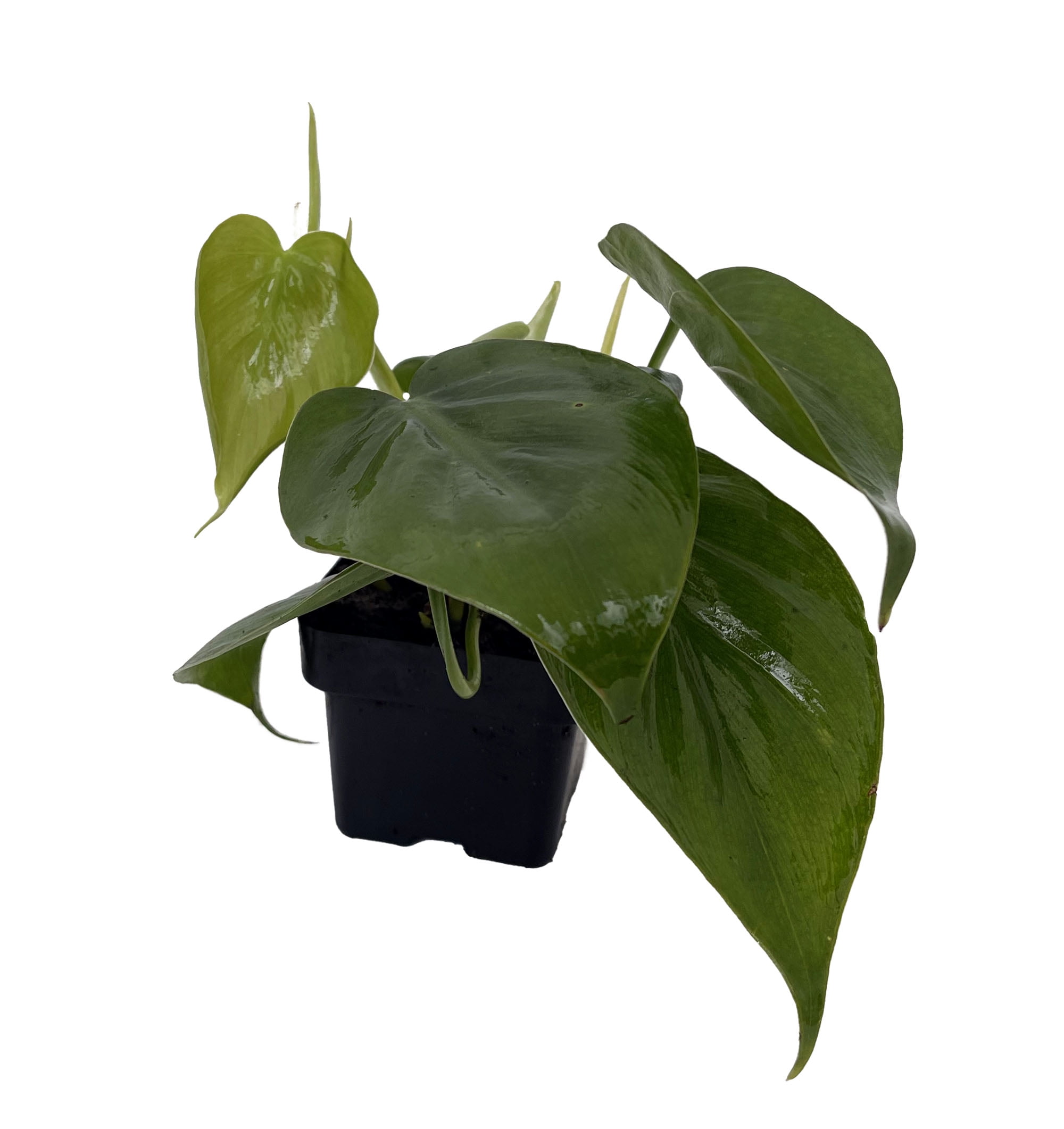 LIVE Heart Leaf Philodendron Cordatum - Easy Indoor Office House Plant - 3"  Pot - Walmart.com