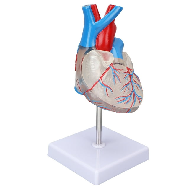 Heart Model, Human Transparent Design Multipurpose Heart Teaching Model ...