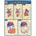 thumbnail image 1 of Heart (Other), 1 of 2