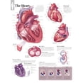 thumbnail image 1 of The Heart chart : Wall Chart (Wallchart), 1 of 2