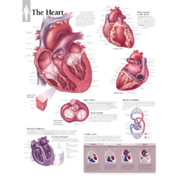 The Heart Chart (Other)