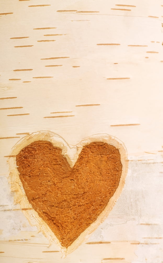 Heart Shape Carved In Bark Of Tree Canvas Art - Chris and Kate Knorr Design Pics (12 x 19)