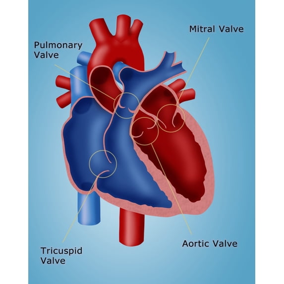 Heart Valves Poster Print by Monica Schroeder/Science Source (24 x 36)