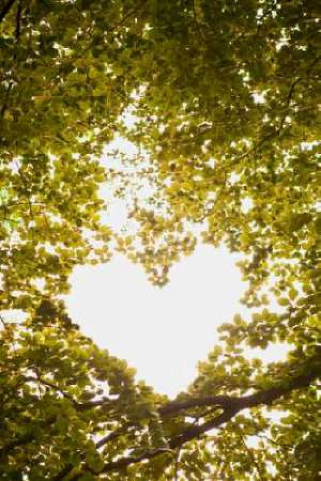Heart in the Trees II Canvas Art - Karyn Millet (12 x 18)