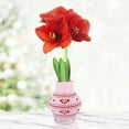 thumbnail image 1 of Heart's Delight Sweater Amaryllis Flower Bulb with Stand, No Water Needed, Gift Ready, 1 of 4