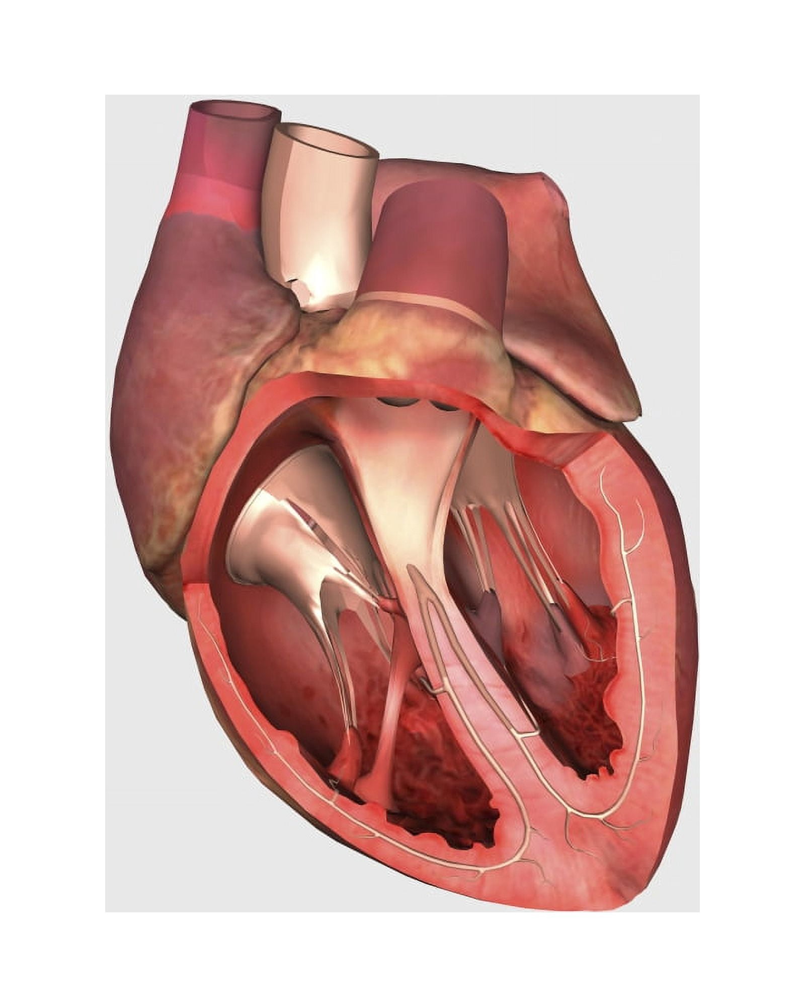 Heart valves showing pulmonary valve mitral valve and tricuspid Canvas Art - Stocktrek Images (13 x 16)
