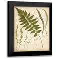 thumbnail image 1 of Heath, Francis G. 15x18 Black Modern Framed Museum Art Print Titled - Fern Portfolio II, 1 of 5