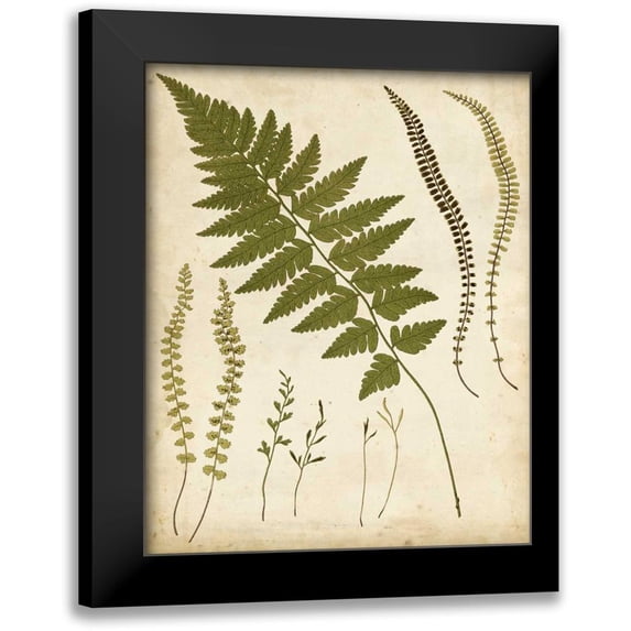 Heath, Francis G. 15x18 Black Modern Framed Museum Art Print Titled - Fern Portfolio II
